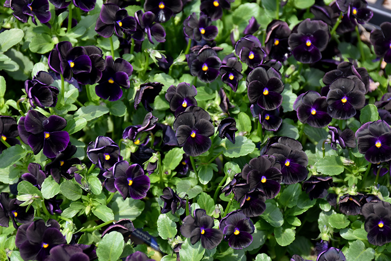 Sorbet Black Delight Pansy (Viola 'Sorbet Black Delight') at Alsip Home and Nursery