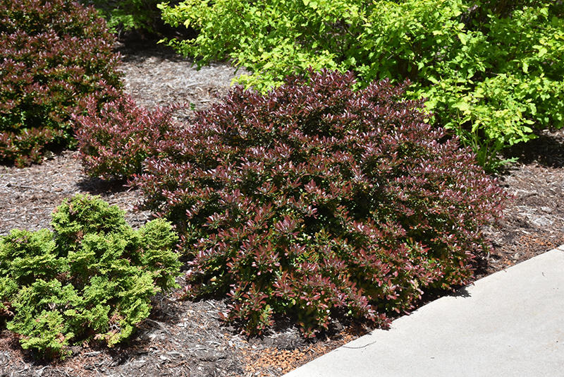 Concorde Japanese Barberry (Berberis thunbergii 'Concorde') at Alsip Home and Nursery
