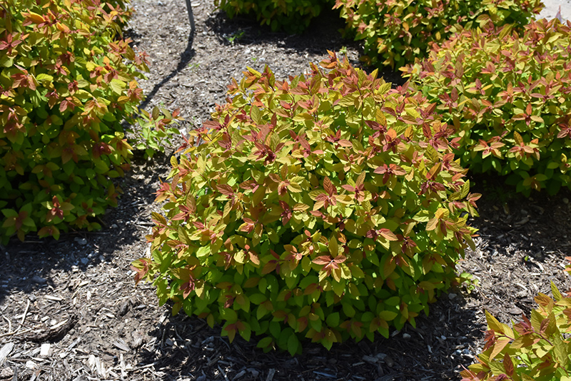 Double Play Big Bang Spirea (Spiraea 'Tracy') at Alsip Home and Nursery