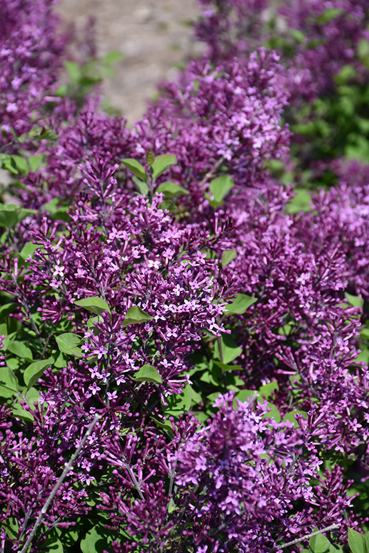 Bloomerang Dark Purple Lilac (Syringa 'SMSJBP7') at Alsip Home and Nursery