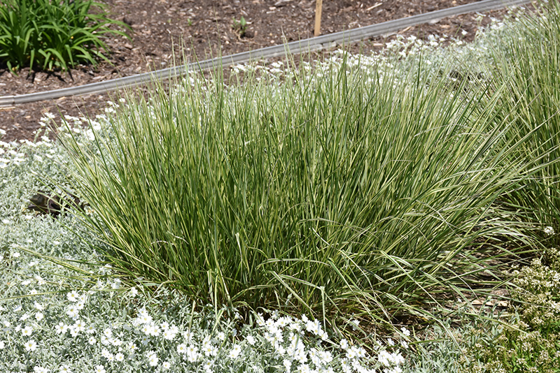 Variegated Reed Grass (Calamagrostis x acutiflora 'Overdam') at Alsip Home and Nursery