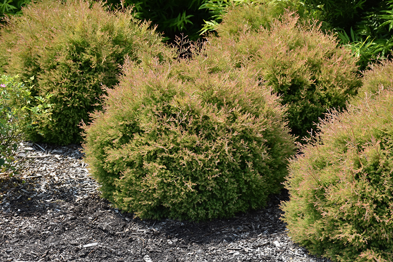 Fire Chief Arborvitae (Thuja occidentalis 'Congabe') at Alsip Home and Nursery