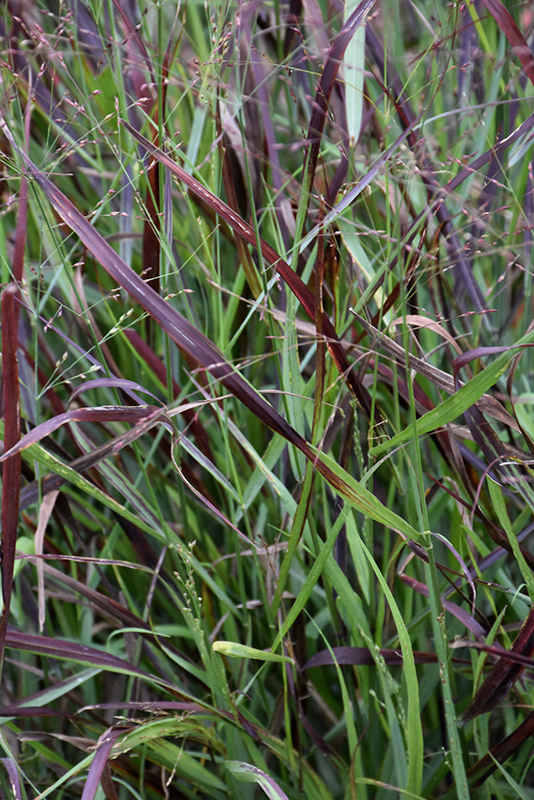Cheyenne Sky Switch Grass (Panicum virgatum 'Cheyenne Sky') at Alsip Home and Nursery