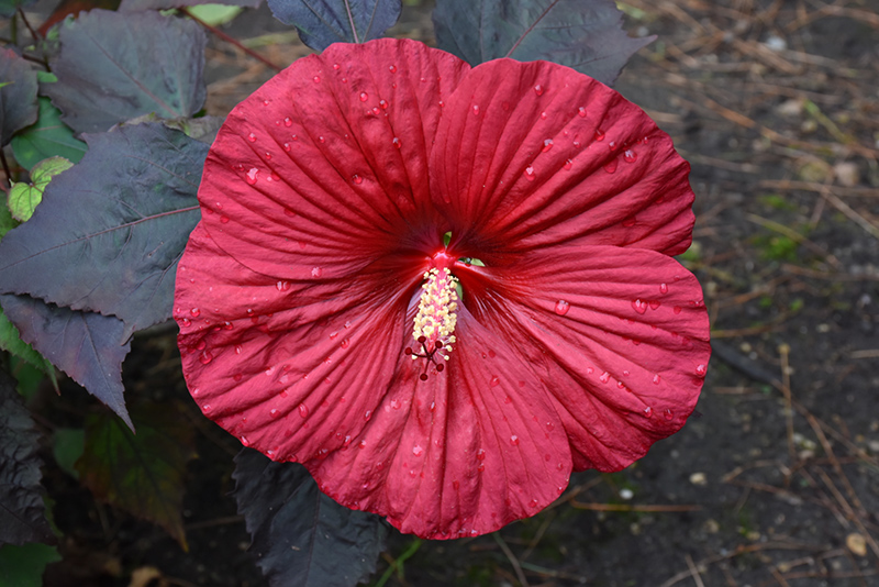 Summerific Holy Grail Hibiscus (Hibiscus 'Holy Grail') at Alsip Home and Nursery