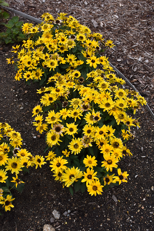 Tuscan Gold False Sunflower (Heliopsis helianthoides 'Inhelsodor') at Alsip Home and Nursery