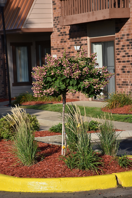 Quick Fire Hydrangea (tree form) (Hydrangea paniculata 'Bulk') at Alsip Home and Nursery