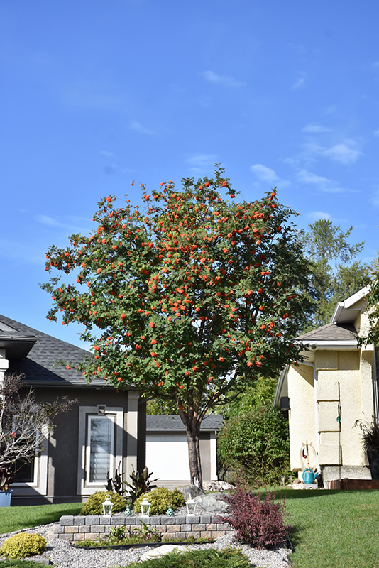 Russian Mountain Ash (Sorbus aucuparia 'Rossica') at Alsip Home and Nursery