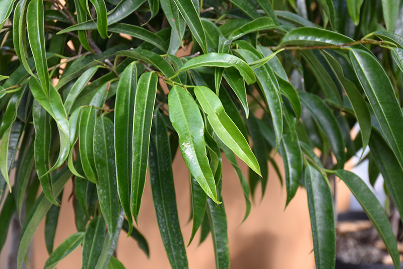 Alii Fig (Ficus maclellandii 'Alii') at Alsip Home and Nursery