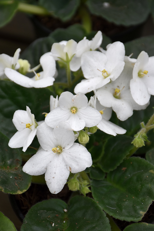 White African Violet (Saintpaulia 'White') at Alsip Home and Nursery