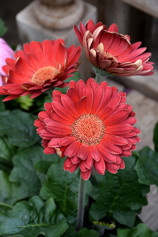 Red Gerbera Daisy (Gerbera 'Red') at Alsip Home and Nursery