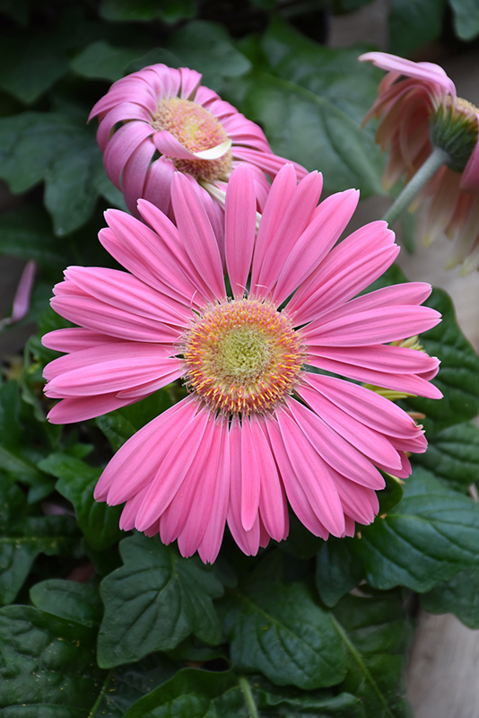 Pink Gerbera Daisy (Gerbera 'Pink') at Alsip Home and Nursery