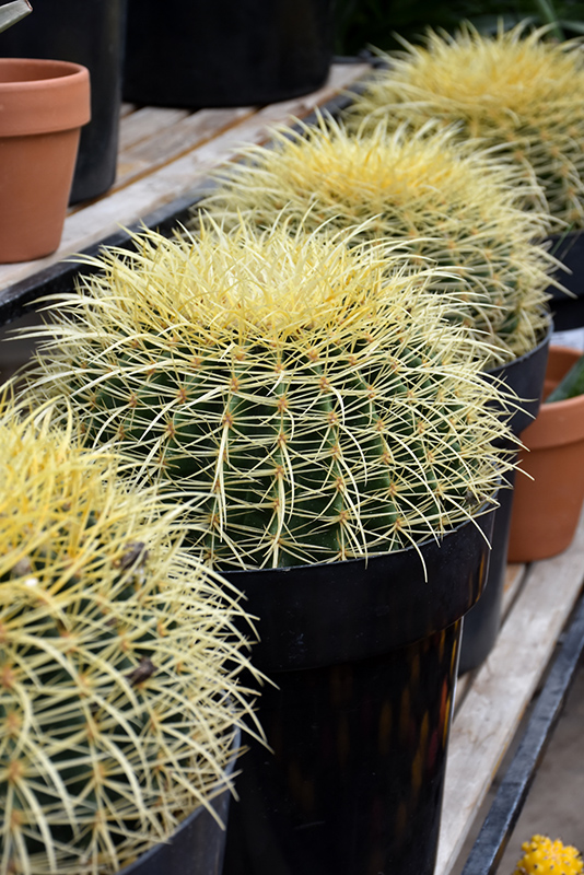 Golden Barrel Cactus (Echinocactus grusonii) at Alsip Home and Nursery