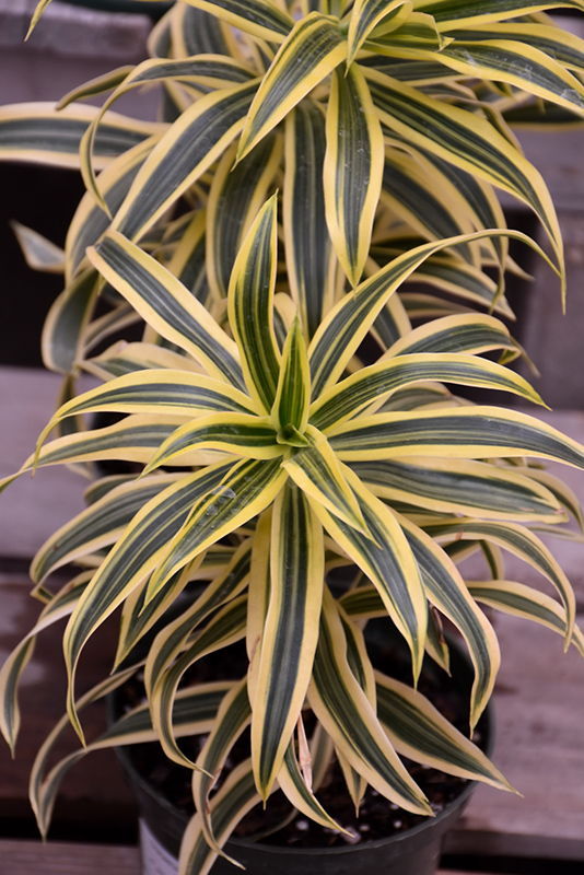 Song of India Plant (Dracaena reflexa 'Song of India') at Alsip Home and Nursery
