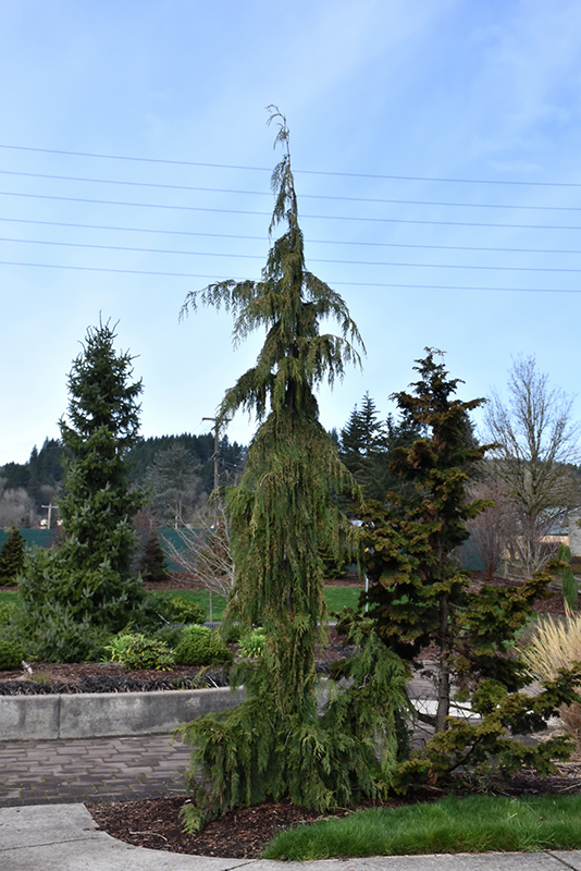 Weeping Nootka Cypress (Chamaecyparis nootkatensis 'Pendula') at Alsip Home and Nursery
