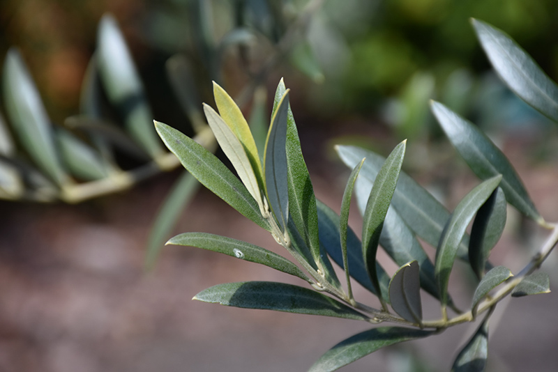 Arbequina European Olive (Olea europaea 'Arbequina') at Alsip Home and Nursery