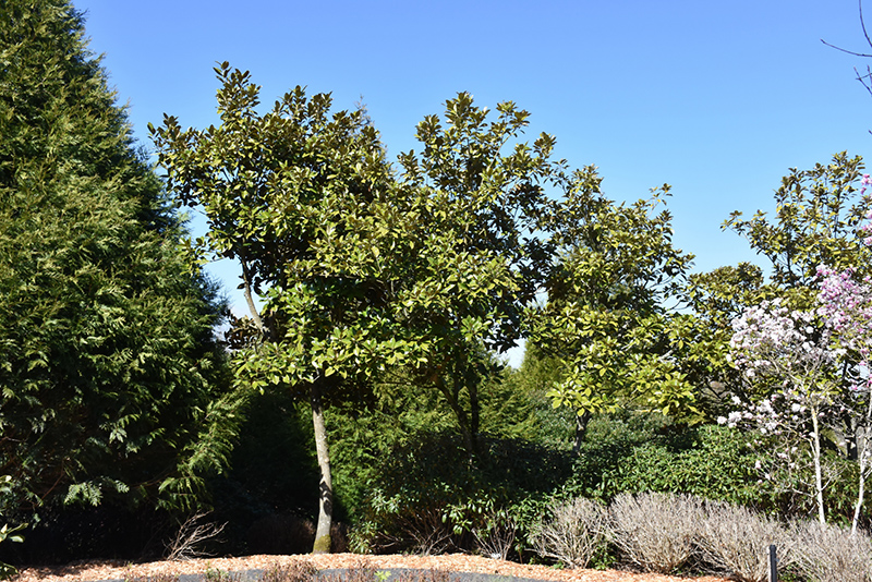 Saint Mary Magnolia (Magnolia grandiflora 'Saint Mary') at Alsip Home and Nursery