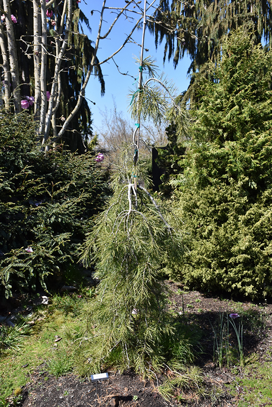 Slim Jim Scotch Pine (Pinus sylvestris 'Slim Jim') at Alsip Home and Nursery
