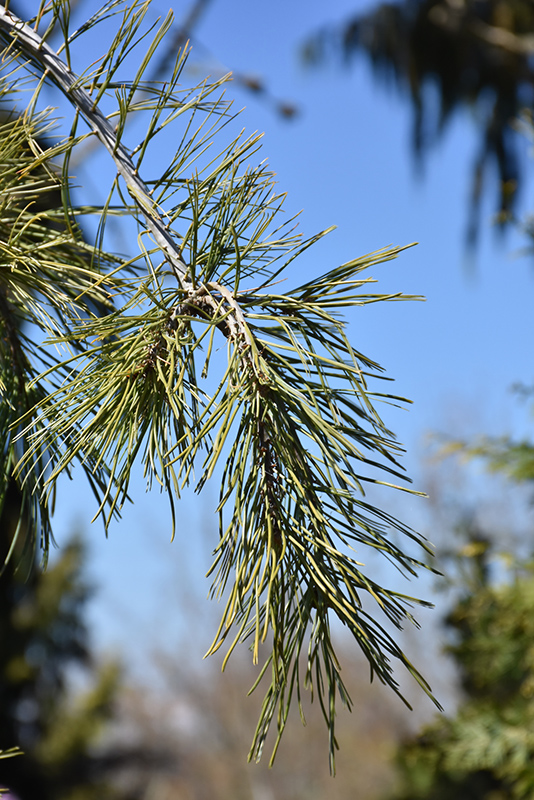 Slim Jim Scotch Pine (Pinus sylvestris 'Slim Jim') at Alsip Home and Nursery
