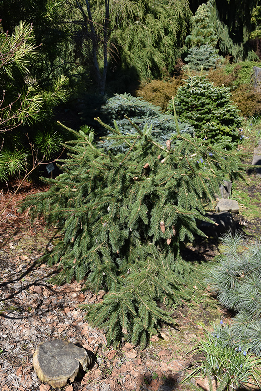 Red Cone Spruce (Picea abies 'Acrocona') at Alsip Home and Nursery