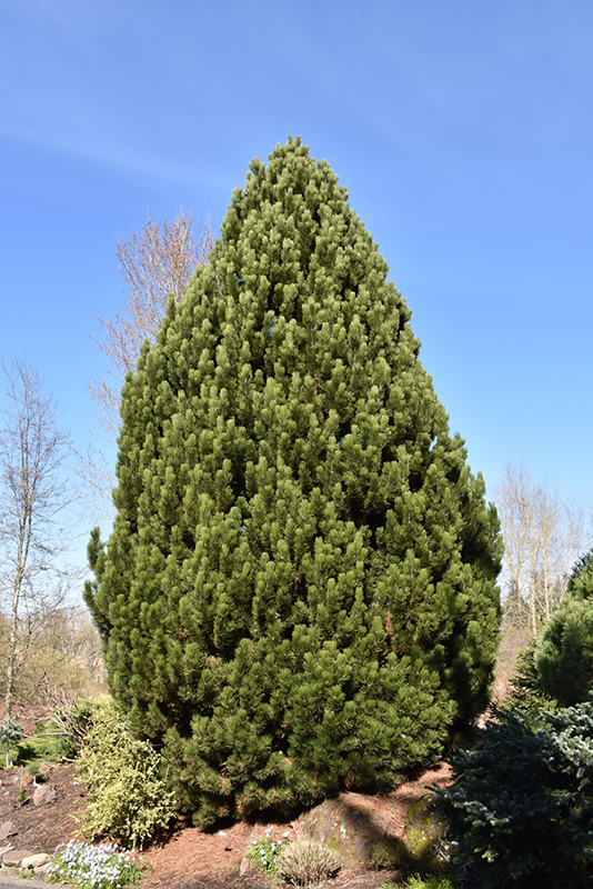 Compact Gem Bosnian Pine (Pinus heldreichii 'Compact Gem') at Alsip Home and Nursery