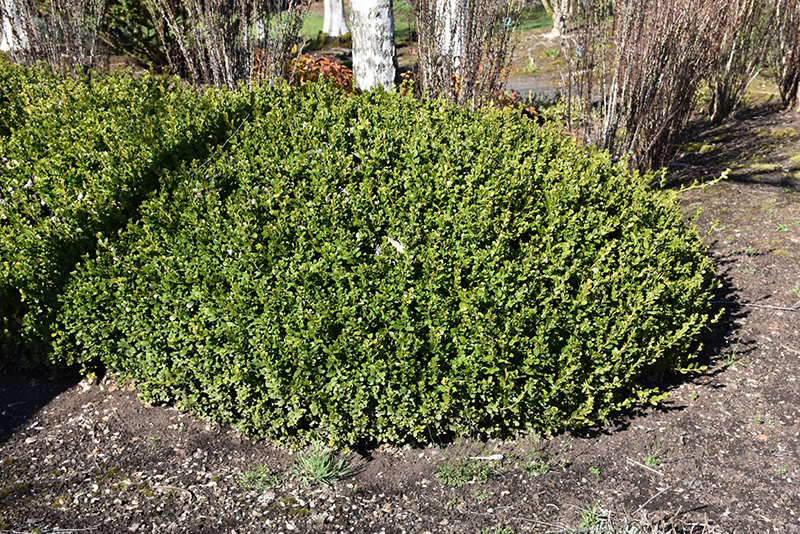 Winter Gem Boxwood (Buxus microphylla 'Winter Gem') at Alsip Home and Nursery