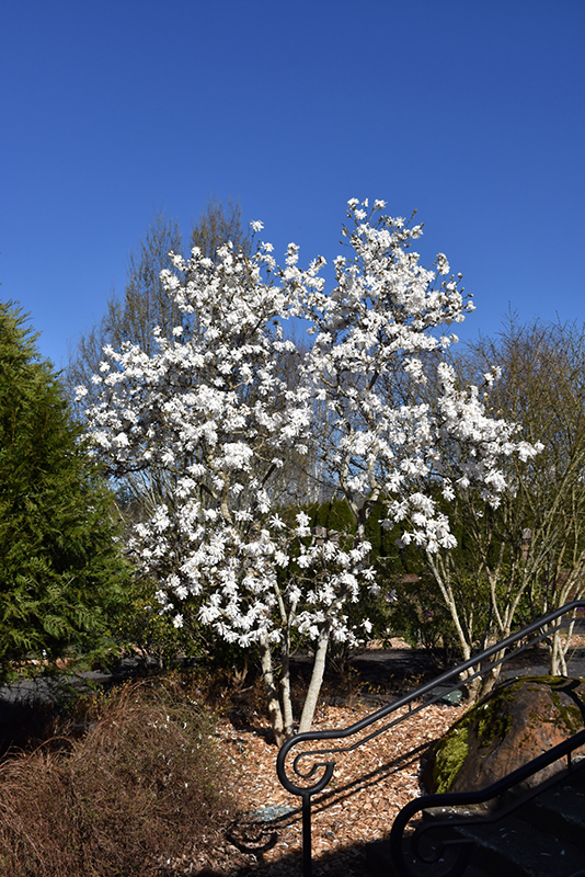Royal Star Magnolia (Magnolia stellata 'Royal Star') at Alsip Home and Nursery