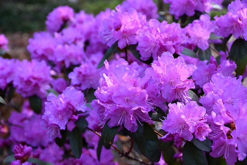 P.J.M. Elite Rhododendron (Rhododendron 'P.J.M. Elite') at Alsip Home and Nursery