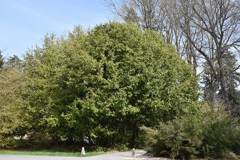 Chinese Fighazel (Sycopsis sinensis) at Alsip Home and Nursery