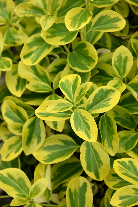 Gold Splash Wintercreeper (Euonymus fortunei 'Roemertwo') at Alsip Home and Nursery