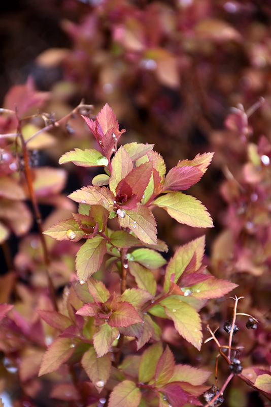 Double Play Doozie Spirea (Spiraea 'NCSX2') at Alsip Home and Nursery