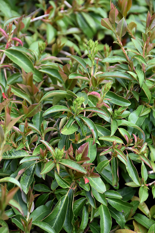 Wavy-leaved Chinese Stranvaesia (Stranvaesia davidiana var. undulata) at Alsip Home and Nursery