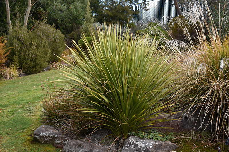 Cabbage Palm (Cordyline australis) at Alsip Home and Nursery