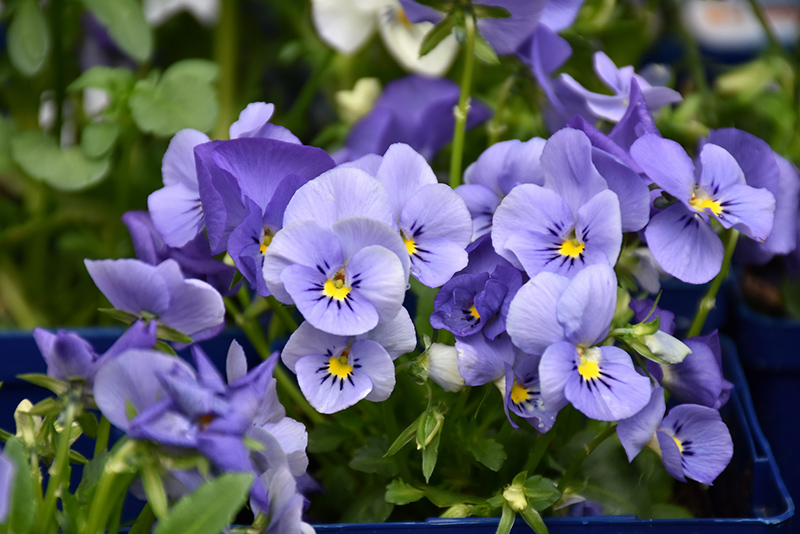 Blue Selection Pansy (Viola cornuta 'Blue Selection') at Alsip Home and Nursery