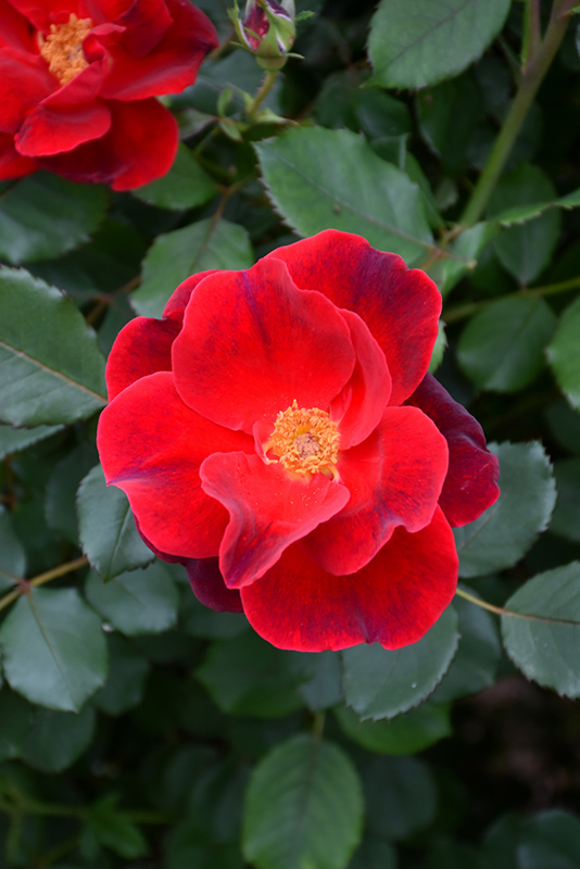Miracle On The Hudson Rose (Rosa 'Miracle On The Hudson') at Alsip Home and Nursery