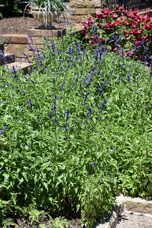 Victoria Blue Salvia (Salvia farinacea 'Victoria Blue') at Alsip Home and Nursery