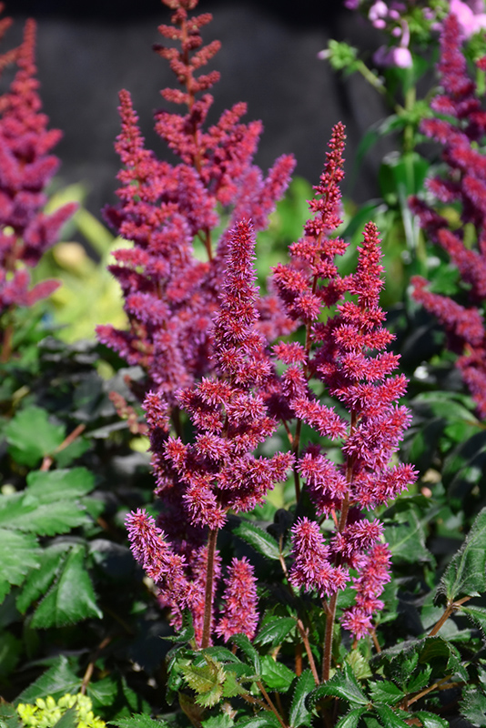 Visions in Red Chinese Astilbe (Astilbe chinensis 'Visions in Red') at Alsip Home and Nursery