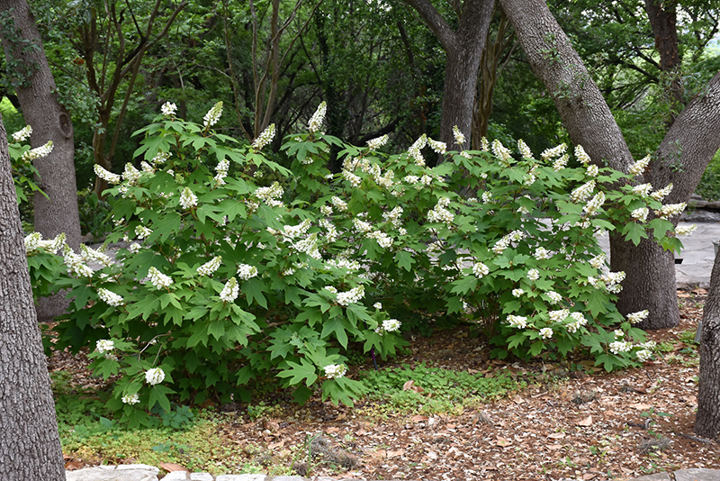 Oakleaf Hydrangea (Hydrangea quercifolia) at Alsip Home and Nursery