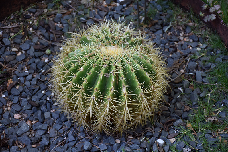 Golden Barrel Cactus (Echinocactus grusonii) at Alsip Home and Nursery