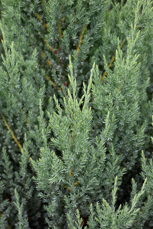 Blue Point Juniper (Juniperus chinensis 'Blue Point') at Alsip Home and Nursery