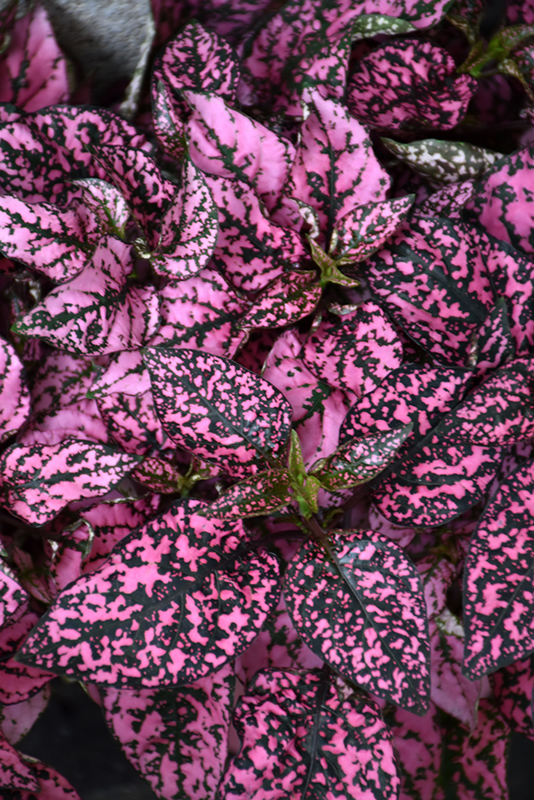 Splash Select Pink Polka Dot Plant (Hypoestes phyllostachya 'PAS2341') at Alsip Home and Nursery