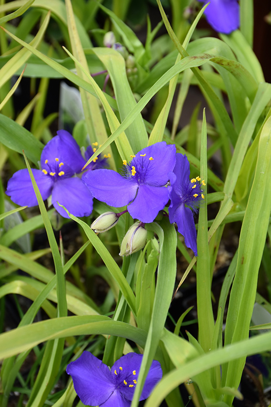 Blue And Gold Spiderwort (Tradescantia x andersoniana 'Blue And Gold') at Alsip Home and Nursery