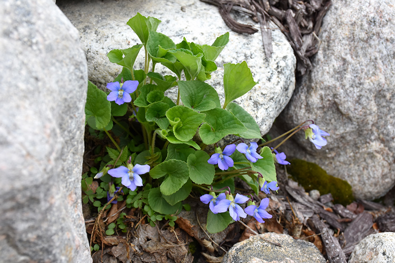 Wooly Blue Violet (Viola sororia) at Alsip Home and Nursery