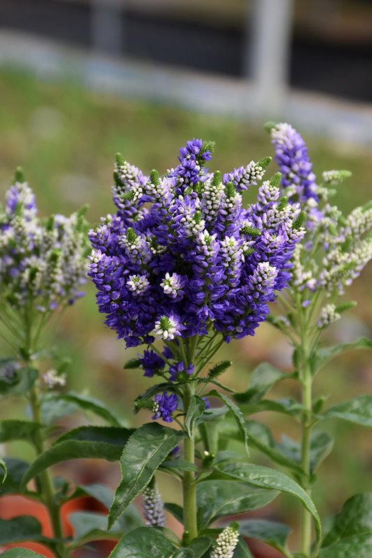 Blue Bomb Speedwell (Veronica spicata 'Blue Bomb') at Alsip Home and Nursery
