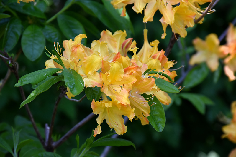 Golden Lights Azalea (Rhododendron 'Golden Lights') at Alsip Home and Nursery
