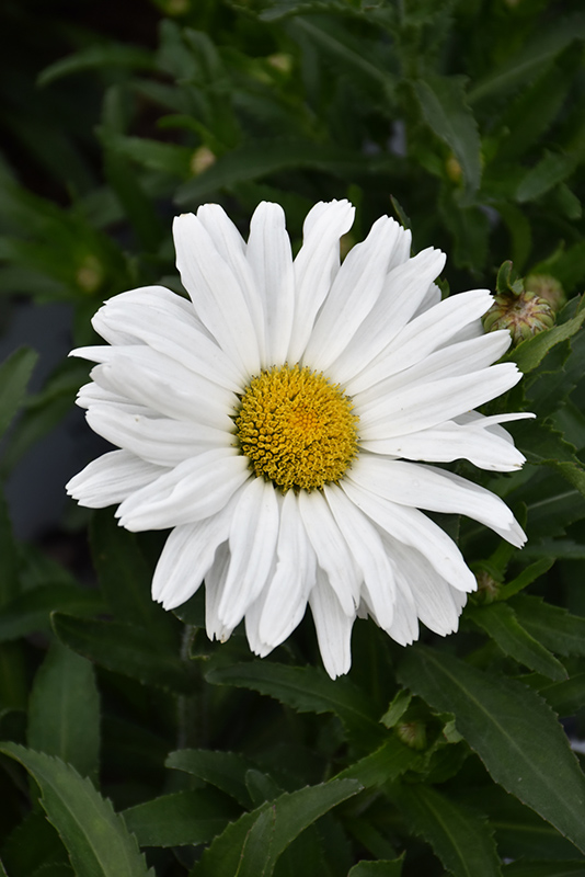 Daisy May Shasta Daisy (Leucanthemum x superbum 'Daisy Duke') at Alsip Home and Nursery