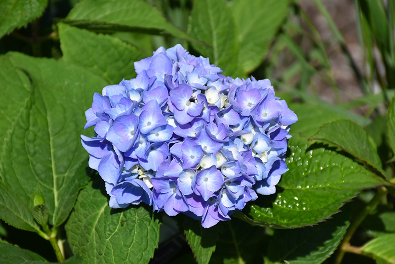 Nantucket Blue Hydrangea (Hydrangea macrophylla 'Grenan') at Alsip Home and Nursery