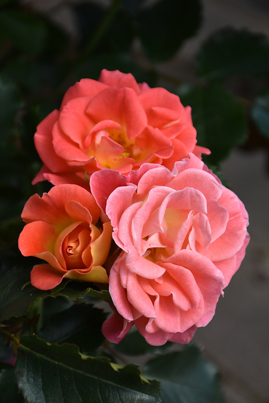 Coral Cove Rose (Rosa 'Coral Cove') at Alsip Home and Nursery