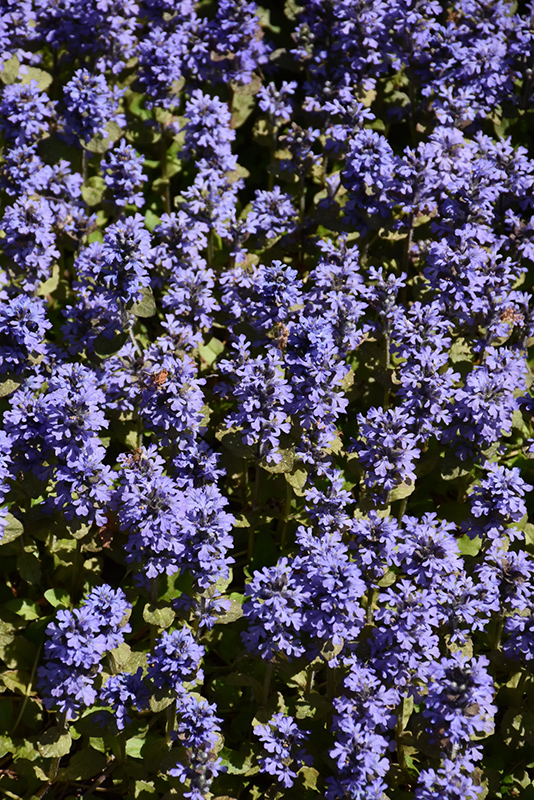 Common Bugleweed (Ajuga reptans) at Alsip Home and Nursery