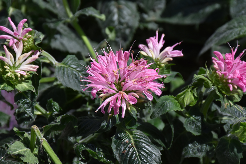 Sugar Buzz Pink Frosting Beebalm (Monarda 'Pink Frosting') at Alsip Home and Nursery