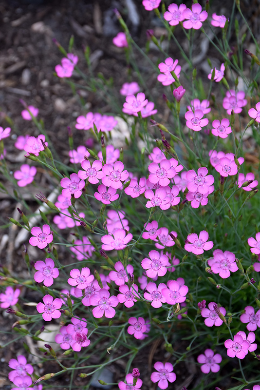 Maiden Pinks (Dianthus deltoides) at Alsip Home and Nursery